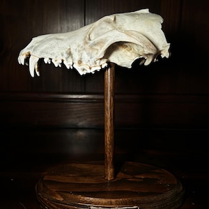 Coyote skull on handmade wood display - gothic oddities and curiosities