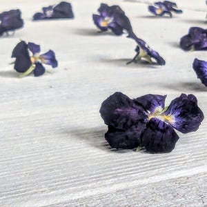 May include: A collection of small, pressed violet flowers scattered across a surface. Each flower features deep purple petals with a small, bright yellow center. The petals appear thin and delicate, showing natural textures and variations in color.