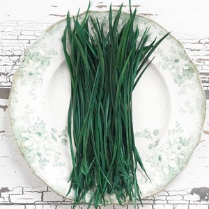 Goose Biots - Piume d'oca tinte Kelly Green per realizzare alberi di piume, 75 pezzi.