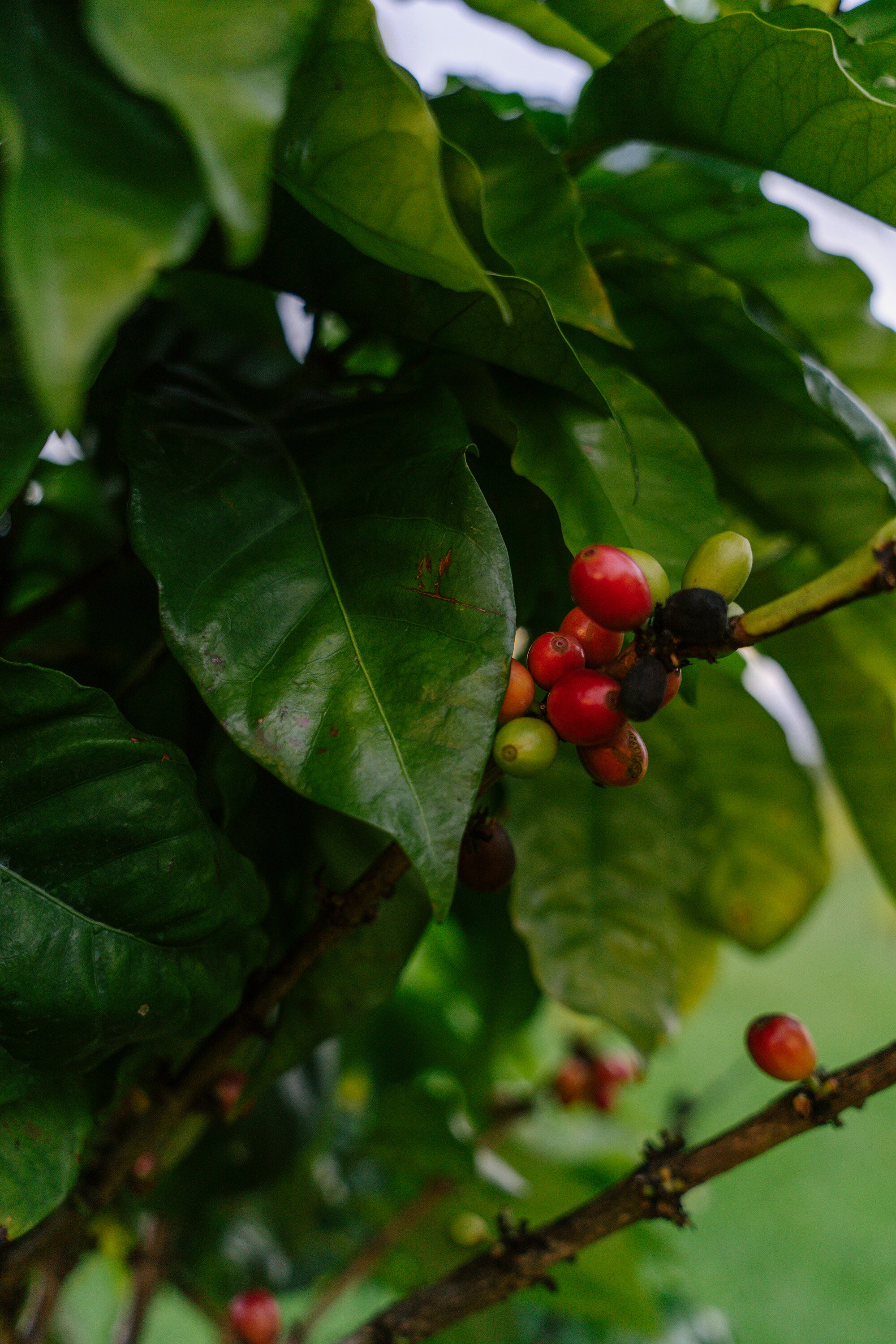 Coffee Plant Art, Plant Photo Prints, Botanical Art Print, Coffee Lover