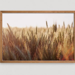 Wheat Field Print, Farm Landscape Art, Farmhouse Wall Decor, Kansas Art Print, Warm Color Art, Farm Photography, Farm Fathers Day