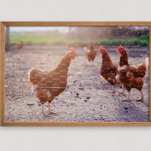 Chicken Art Print - Farmhouse Wall Decor - Animal Photography Print - Farm Animal Decor - Chicken Gifts - Farm Gifts - Chicken Wall Art