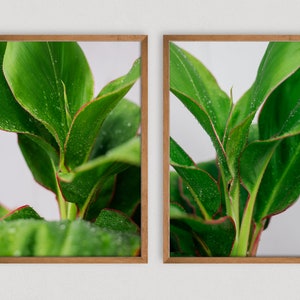 Modern Plant Art - Green and White Botanical Print - Photo Print Set - Minimal Plant Art - Diptych Wall Art