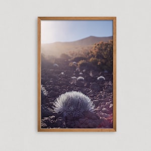 Mauna Kea Print - Mauna Kea Silversword - Nature Photography Wall Art - Plant Photography - Hawaii Art Print