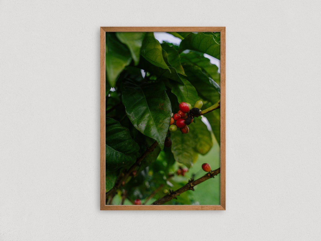 Coffee Plant Art, Plant Photo Prints, Botanical Art Print, Coffee Lover