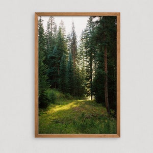 Forest Photography Print - Nature Wall Art - Forest Canvas Art - Green Nature Print - Forest Gift - Nature Lover Gift - Forest Wall Art