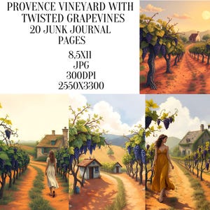Vigneto provenzale con viti contorte, pagine di diario spazzatura, nostalgia