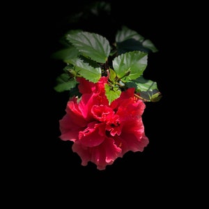 One fully rooted Unique, Rare Tropical hibiscuses flowers , Red live plants.Beautiful flowers sinensis Bush Christmas gift holiday gift image 5