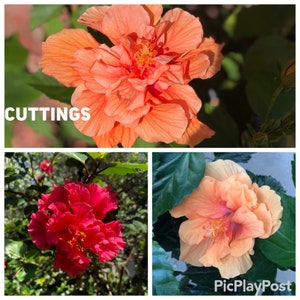 15  mix cuttings of 2 unique, rare tropical Hibiscuses double bloom Ruffle Flowers, Red, Orange live plant's fresh cuttings easy growing