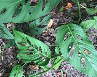 Monstera Adansonii Swiss Cheese Plant Vine Delisiosa Narrow Leaf