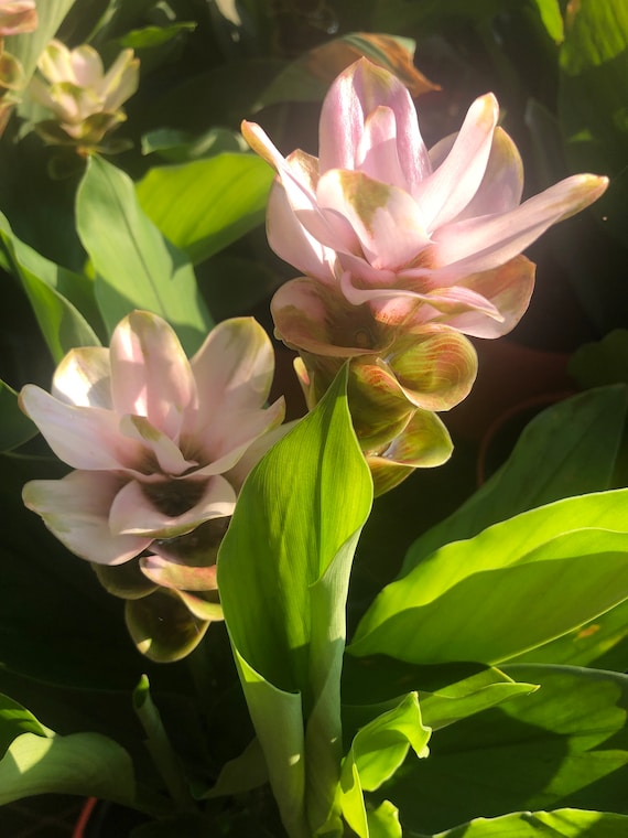 Curcuma live  10 to 12 inches One Rooted plant . alismatifolia Curcuma hybrid ‘Twister Saim tulip