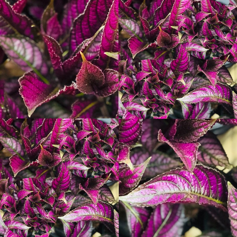 1 Fully Rooted Persian Shield Royal Purple 12 15in tall live indoor plant Strobilanthes Dyeriana Houseplant Exotic Neon Purple Rare plant image 5