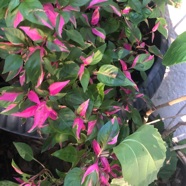 6 to 8 inches Alternanthera Party Time Starter Plant Green pink vairgated rooted plant. Beautiful
