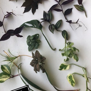 Surprise box Mystery box cuttings , clippings for propagation pothos house plants live indoor plants cuttings Christmas gifts