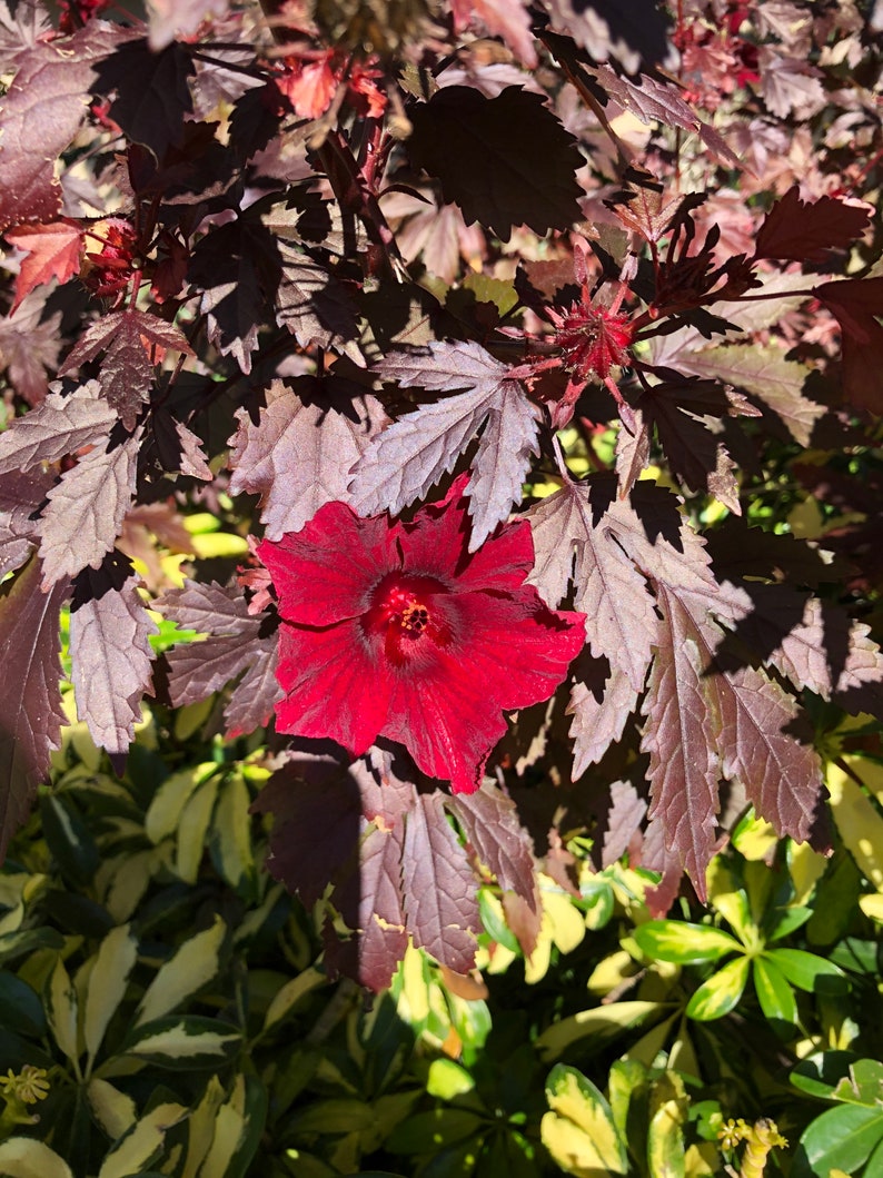 Cranberry Hibiscus Live Edible plant One Rooted plant for Etsy