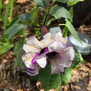 Fastuosa Metal Datura Purple Ballerina Devils Trumpet Exotic Flowering Perennial Rare Metal Purple Rare live plant 2 inches tall image 4