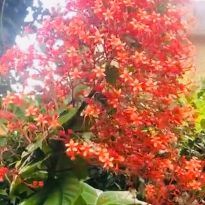 Pagoda flower Clerodendrum paniculatum Orange Tower Live Rooted 6 inches live plants.Beautiful flowers sinensis Bush holiday gift