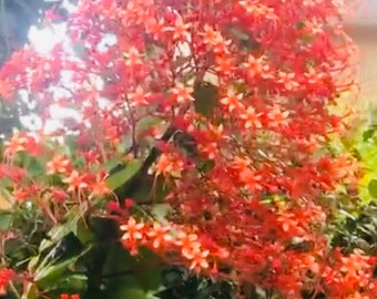 Pagoda flower Clerodendrum paniculatum Orange Tower Live Rooted 6 inches live plants.Beautiful flowers sinensis Bush holiday gift