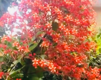 Pagoda flower Clerodendrum paniculatum Orange Tower Live Rooted  live plants.Beautiful flowers sinensis Bush holiday gift