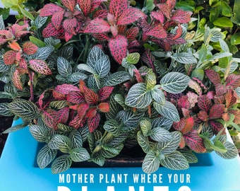 Beautiful Indoor planter combo with 2 Fittonia varieties  Ruby Red and Stripes Forever Live Rooted Nerve house Plant Verschaffeltiilive gift