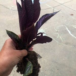 1 Fully Rooted Persian Shield Royal Purple 12 15in tall live indoor plant Strobilanthes Dyeriana Houseplant Exotic Neon Purple Rare plant image 4