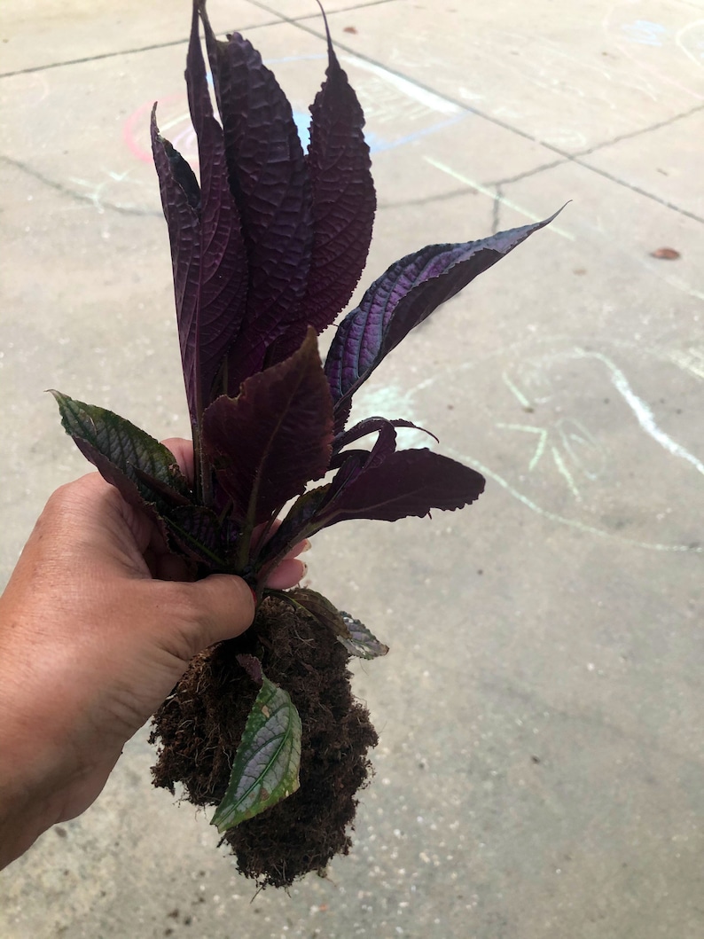 1 Fully Rooted Persian Shield Royal Purple 12 15in tall live indoor plant Strobilanthes Dyeriana Houseplant Exotic Neon Purple Rare plant image 4