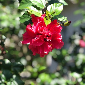 One fully rooted Unique, Rare Tropical hibiscuses flowers , Red live plants.Beautiful flowers sinensis Bush Christmas gift holiday gift image 3