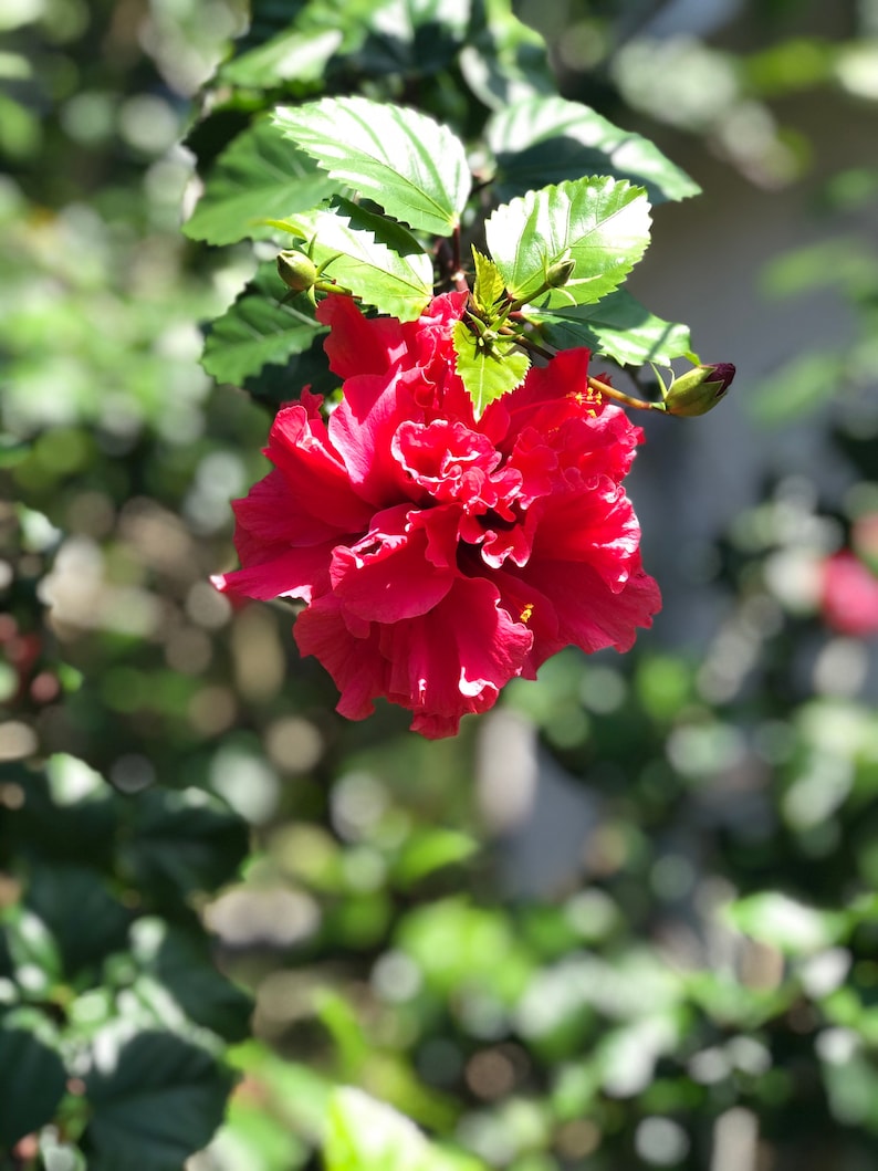 One fully rooted Unique, Rare Tropical hibiscuses flowers , Red live plants.Beautiful flowers sinensis Bush Christmas gift holiday gift image 3