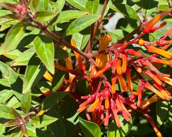 1 Fully Rooted Firebush Hummingbird Amelia Patens Scarlet Bush Flowering Shrub with Orange Red Flowers firebush, hummingbird bush,