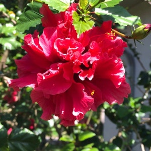 One fully rooted Unique, Rare Tropical hibiscuses flowers , Red live plants.Beautiful flowers sinensis Bush Christmas gift holiday gift image 1