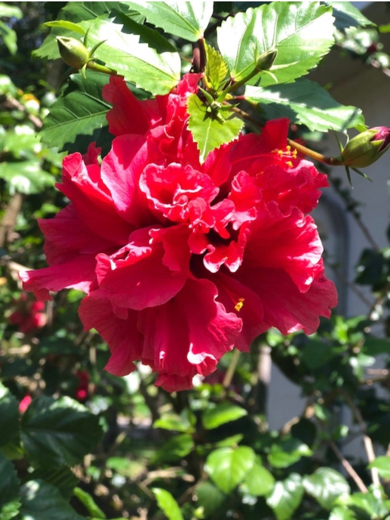 One fully rooted Unique, Rare Tropical hibiscuses flowers , Red live plants.Beautiful flowers sinensis Bush Christmas gift holiday gift image 1