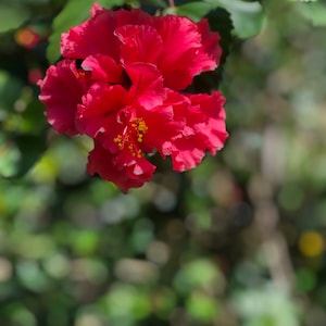 One fully rooted Unique, Rare Tropical hibiscuses flowers , Red live plants.Beautiful flowers sinensis Bush Christmas gift holiday gift image 2