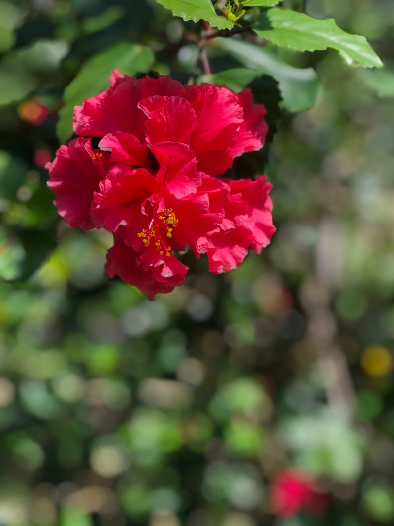 One fully rooted Unique, Rare Tropical hibiscuses flowers , Red live plants.Beautiful flowers sinensis Bush Christmas gift holiday gift image 2