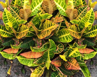 One fully Rooted 10”to 15”inches tall Tropical garden croton Petra, coliseums yellow,red green veined leaves colorful foliage house plant