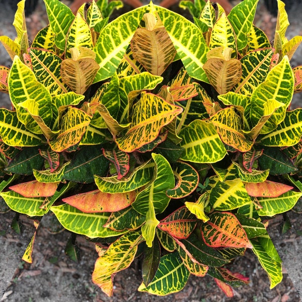 One fully Rooted 10”to 15”inches tall Tropical garden croton Petra, coliseums yellow,red green veined leaves colorful foliage house plant