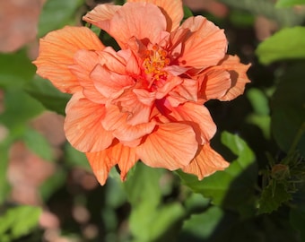 One fully rooted10-12 inches Unique, Rare Tropical Hibiscus Double Bloom Ruffle Flowers Orange rooted plant. Beautiful Flowers Sinensis Bush