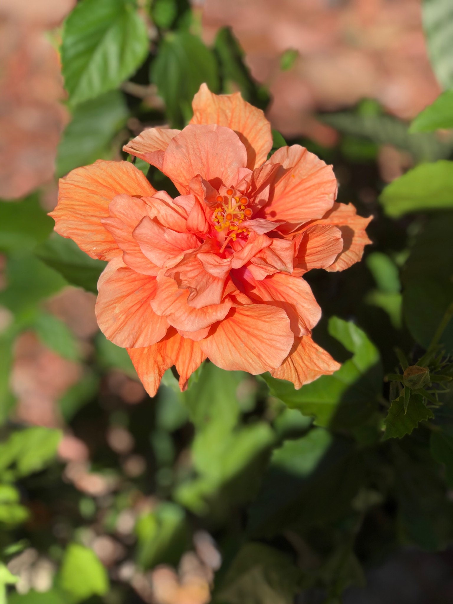 One Fully Rooted10-12 Inches Unique, Rare Tropical Hibiscus