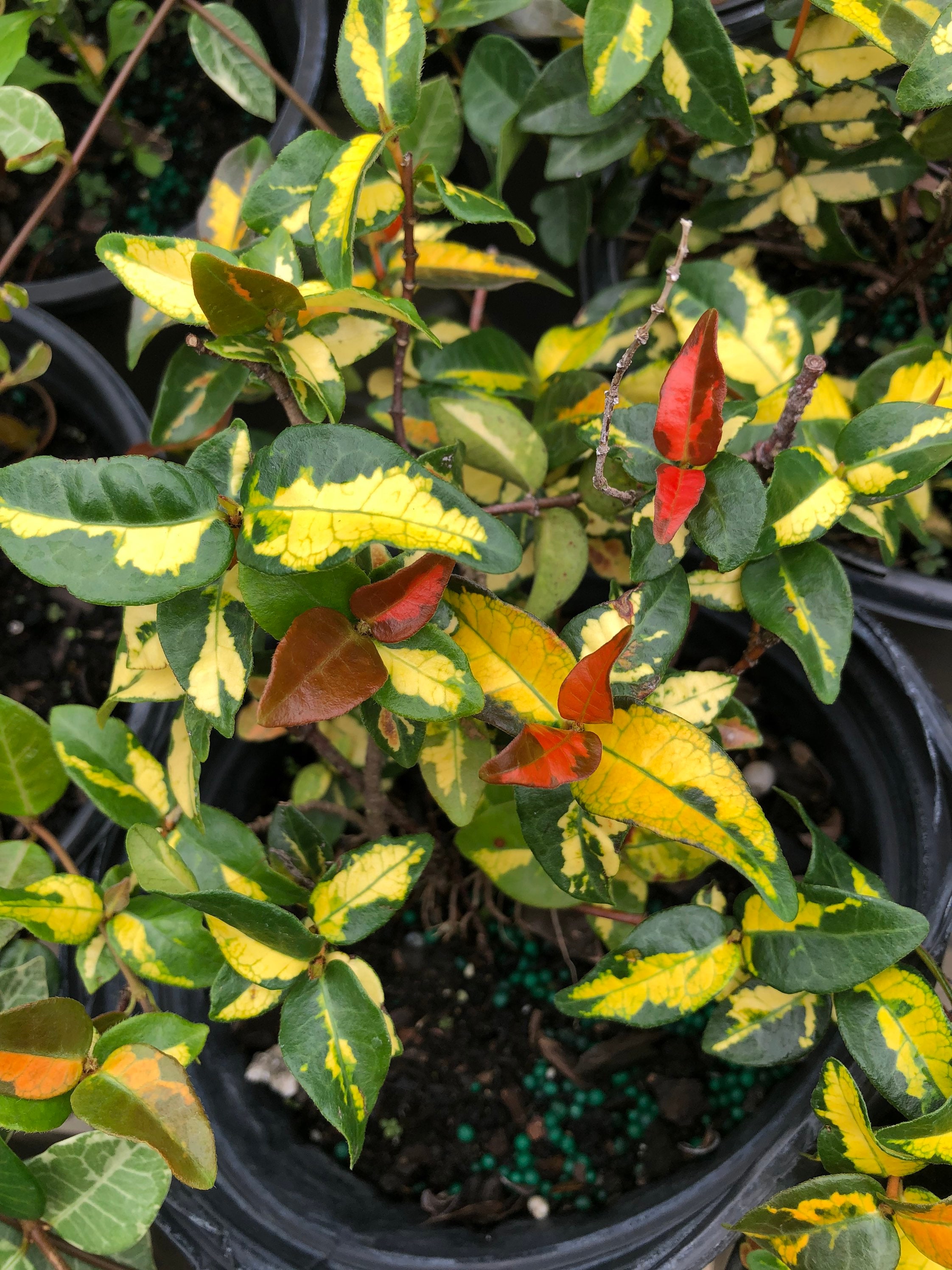 Fully Rooted Live Asiatic Jasmine – Rare Tricolor Red, Yellow
