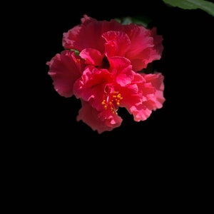 One fully rooted Unique, Rare Tropical hibiscuses flowers , Red live plants.Beautiful flowers sinensis Bush Christmas gift holiday gift image 4