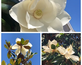 10 Magnolia Cuttings - grow your own Southern Magnolia Big Laurel Evergreen Magnolia Bull Bay large tree Magnolia Grandiflora