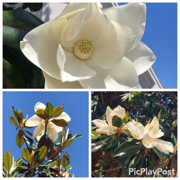 10 Magnolia Cuttings - grow your own Southern Magnolia Big Laurel Evergreen Magnolia Bull Bay large tree Magnolia Grandiflora