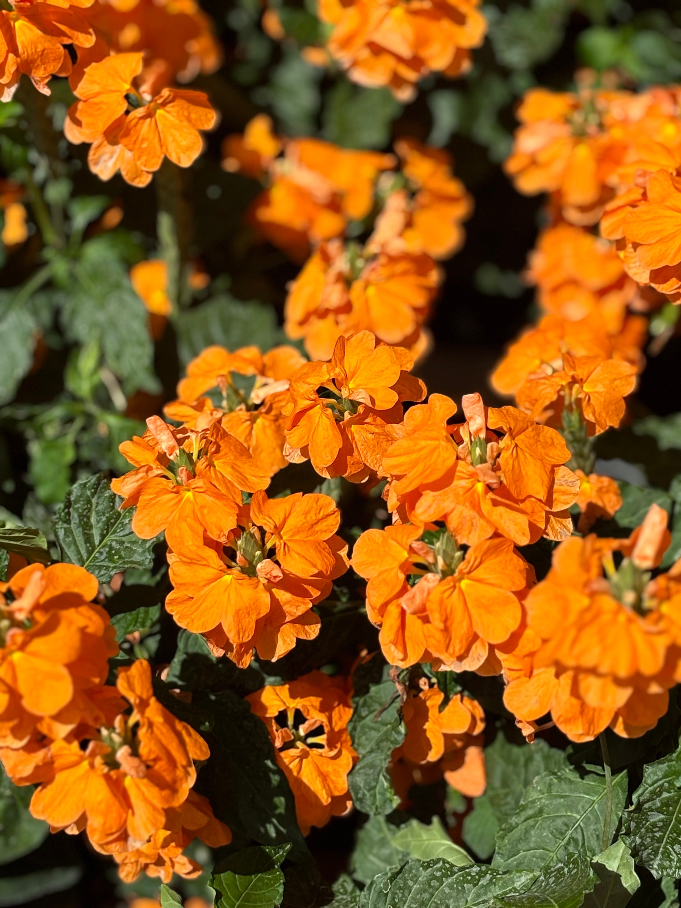 Live Crossandra 'orange Marmalade' Plant – Tropical Indoor/outdoor