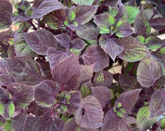 Perilla Frutescens red Green Leaf perilla mint Chinese basil and wild basil The alias wild coleus or summer coleus