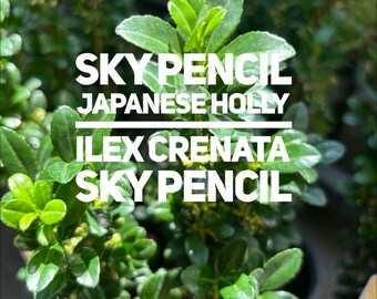 1 Fully Rooted “Sky Pencil Japanese Holly (Ilex crenata ‘Sky Pencil’) – Elegant Columnar Evergreen Shrub for Narrow Spaces, Hedges & Contain