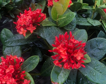 One fully rooted 12 inches Ixora live plant tropical hedge shrub Maui red flowers
