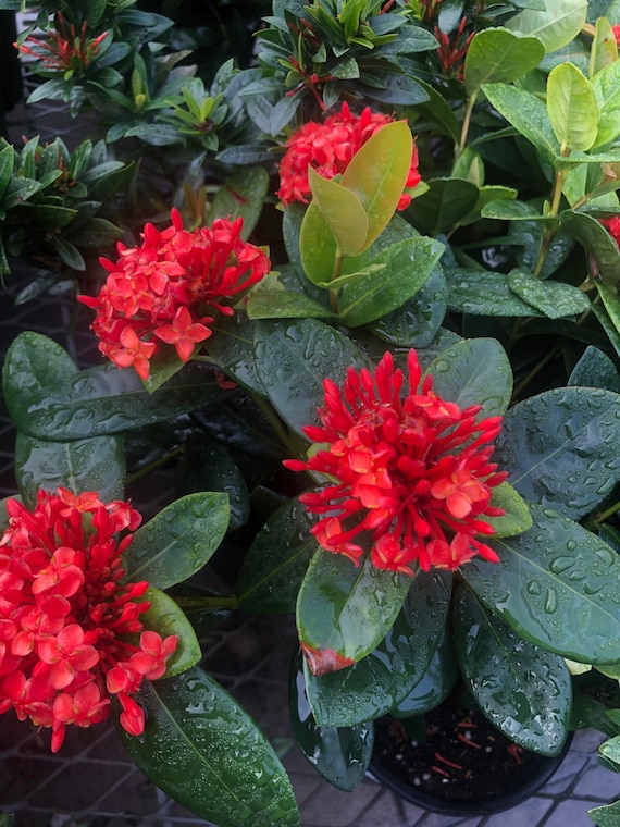 One fully rooted 12 inches Ixora live plant tropical hedge shrub Maui red  flowers - Etsy sterreich