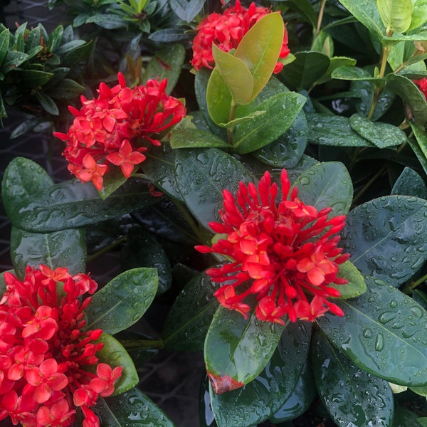 One fully rooted 12 inches Ixora live plant tropical hedge shrub Maui red flowers