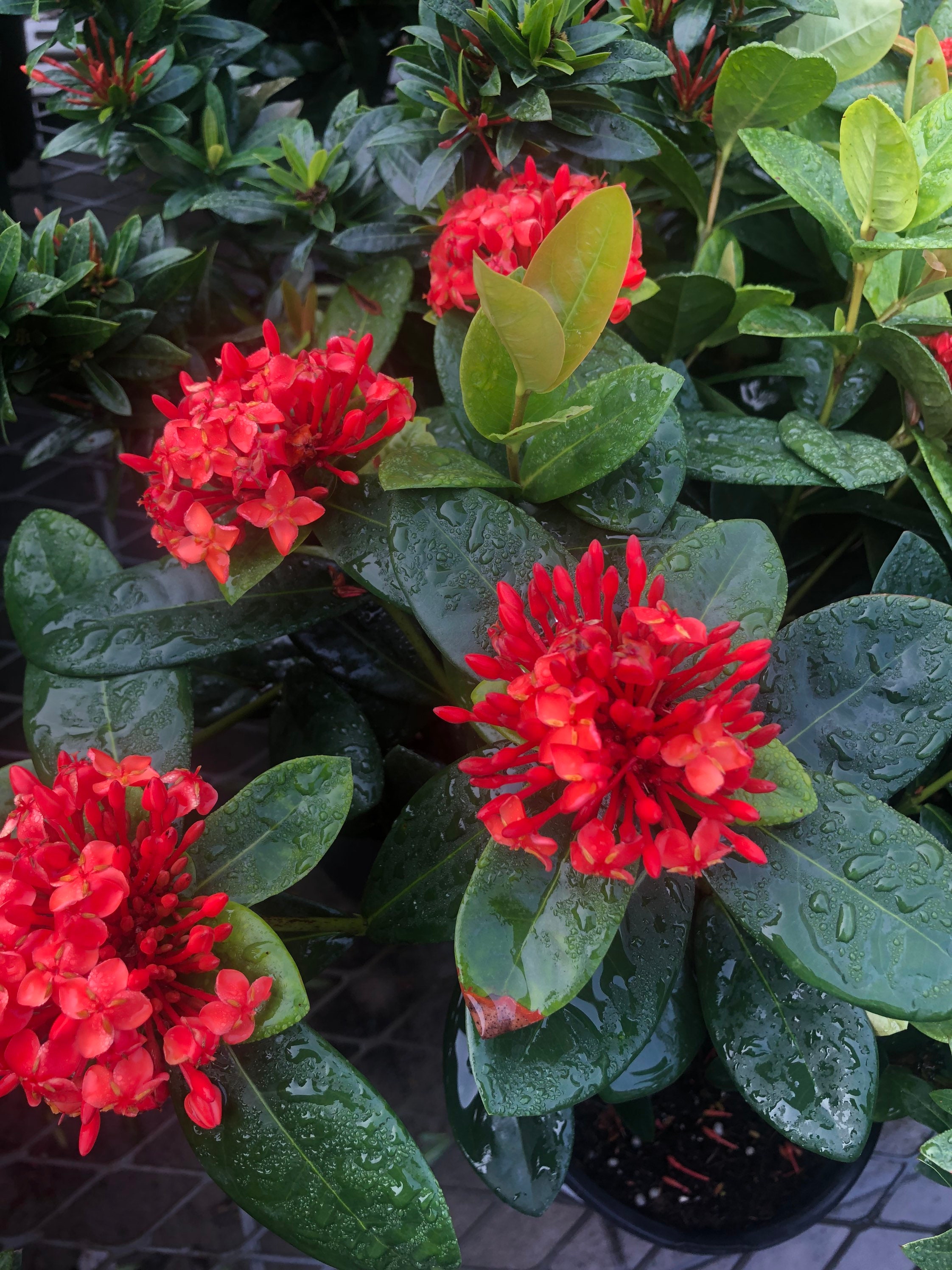 One Fully Rooted 12 Inches Ixora Live Plant Tropical Hedge - Etsy Ireland