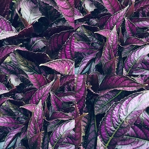 1 Fully Rooted Persian Shield Royal Purple 12 15in tall live indoor plant Strobilanthes Dyeriana Houseplant Exotic Neon Purple Rare plant image 1