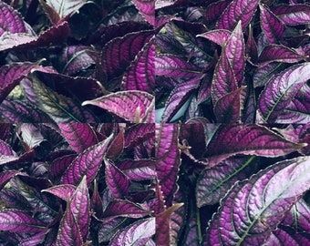 1 Fully Rooted Persian Shield Royal Purple 12 - 15in tall live indoor plant Strobilanthes Dyeriana Houseplant Exotic Neon Purple Rare plant